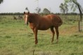 IN FOAL Rorys mare from good black type family $3000 ono QLD